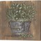 Herb Trio & Pretty Plant in Pail by Julie Norkus 14" x 14" Canvas Wall Art (Set of 2)